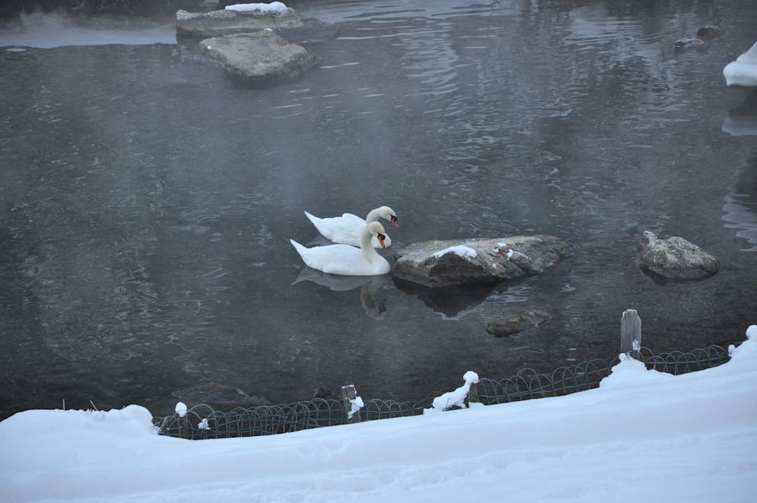 Swan in hotel lake Alphotel Tyrol