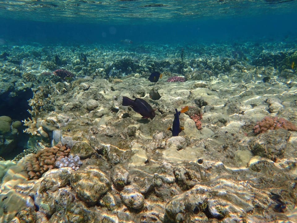 Hausriff Malikia Resort Abu Dabbab