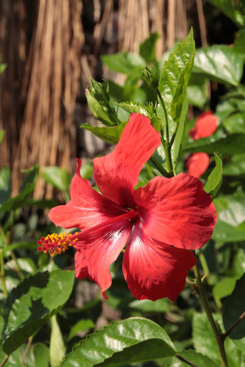 Gartenanlage Hane Family Resort