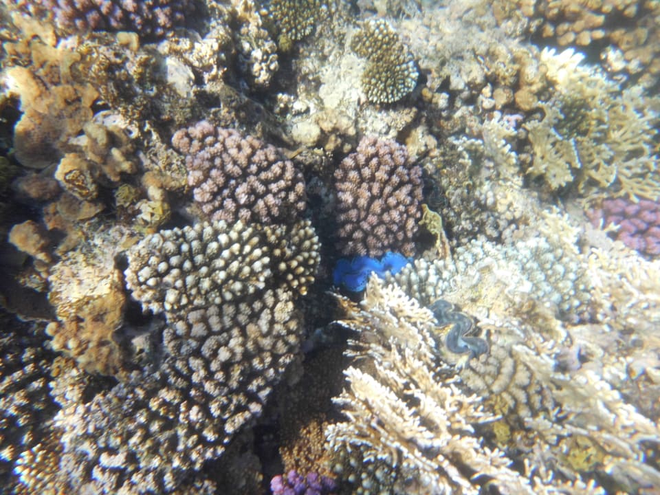 Strand Serenity Alpha Beach