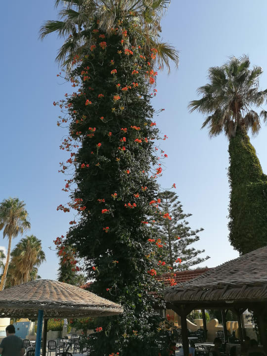 Gartenanlage Euro Village Achilleas Hotel
