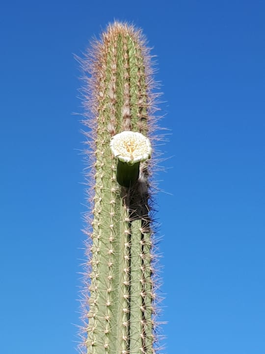 Sonstiges JAZ Belvedere Resort