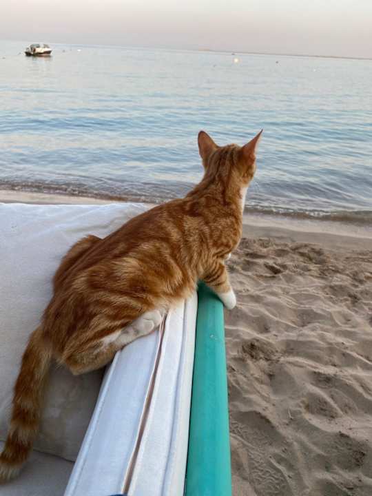 Strand Lotus Bay Beach Resort