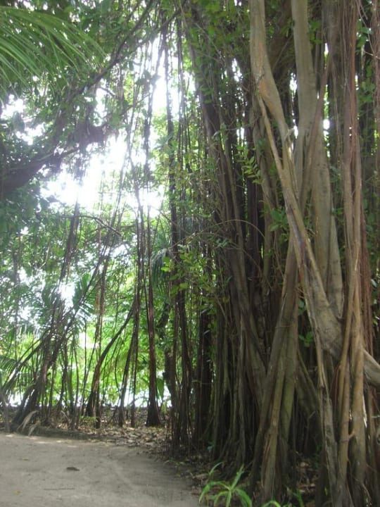 Banyan Tree Kuramathi Maldives