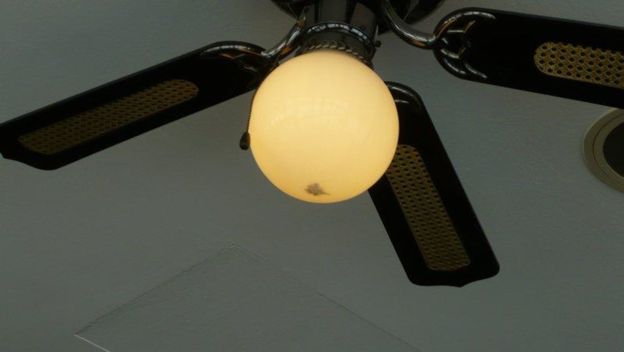 Sehr appetitlich, lauter tote Insekten in der Lampe Hotel Donauwelle Linz