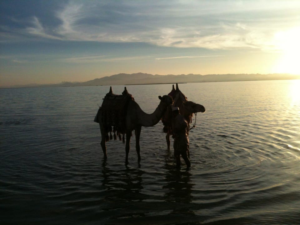 Die beiden Haustiere ROBINSON SOMA BAY