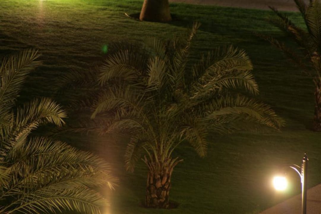 Palme im Garten Voyage Belek Golf & Spa