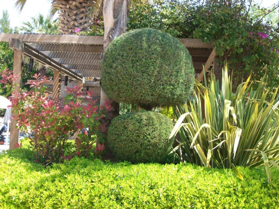 Pflanzenwelt an der Pool - Bar Side Star Elegance