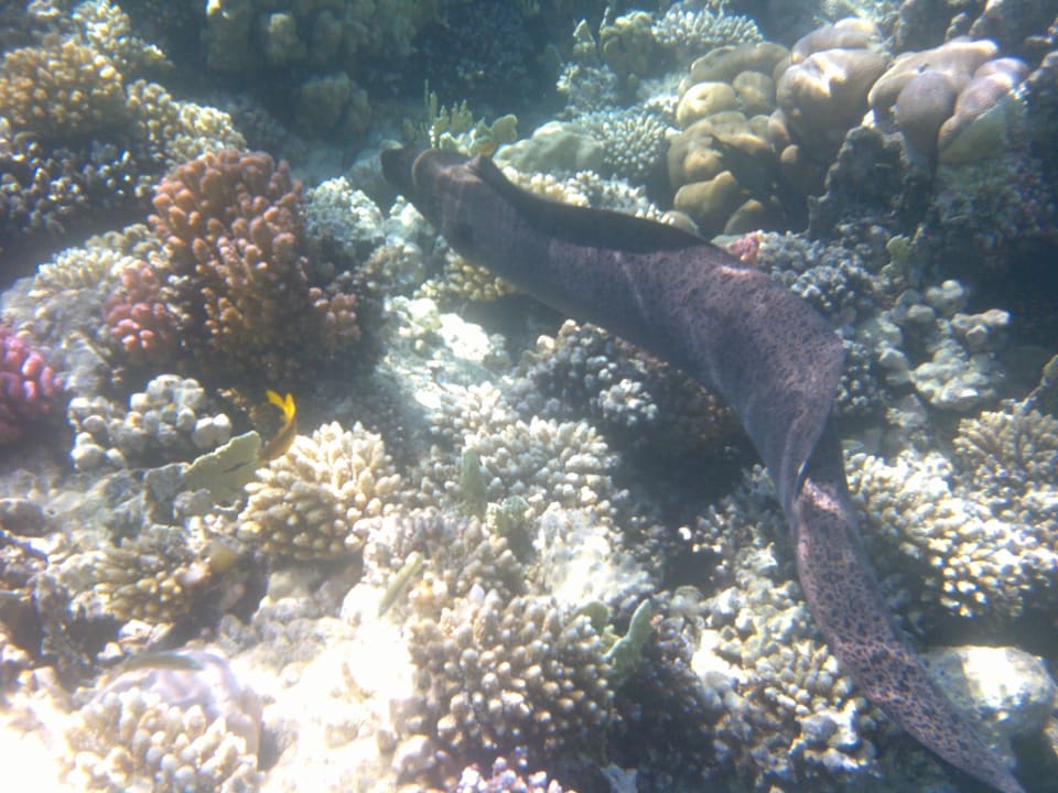 Strand Makadi Spa - Adults only