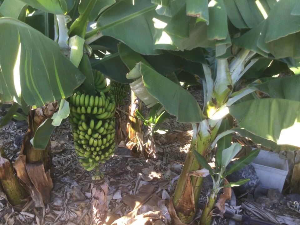 Gartenanlage AluaSoul Orotava Valley