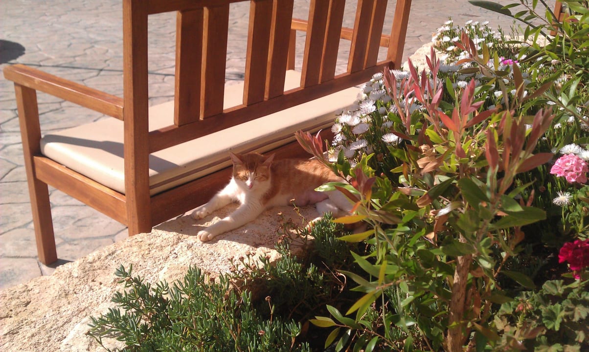 Katzenbesuch beim Frühstück Cactus Royal