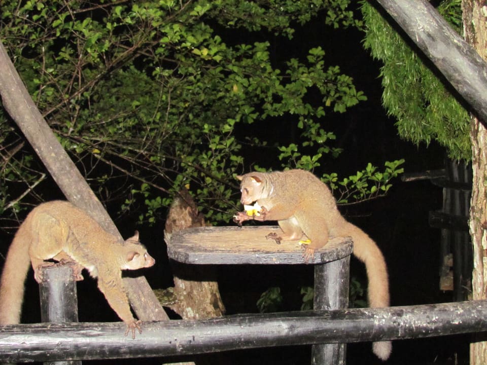 Bushbabys Shimba Hills Lodge
