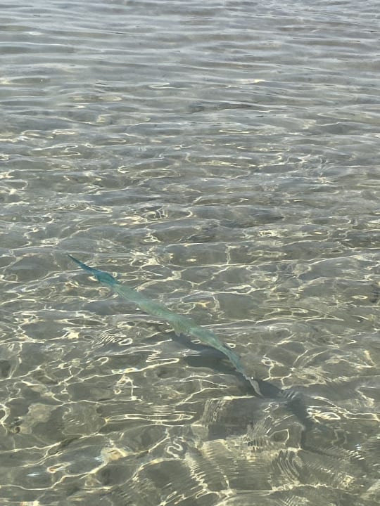 Strand Grand Waterworld Makadi