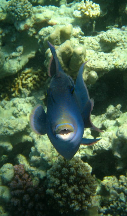 Schnorcheln im Grand Makadi Grand Makadi