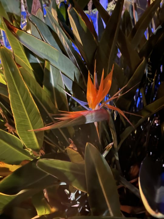 Gartenanlage Riviera Hotel & Spa