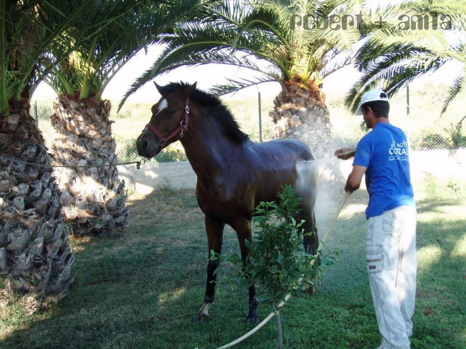 Pferd in der Gartenanlage Corali Corali Hotel