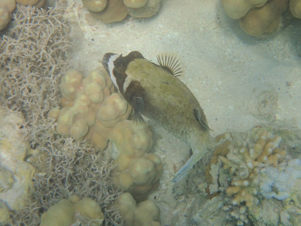 Strand Pickalbatros Sea World Resort - Marsa Alam