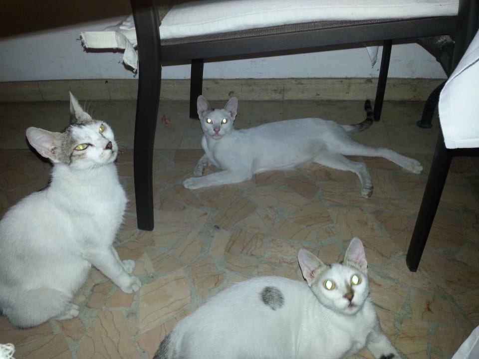 Katzen die beim Abendessen bei sind  Iberotel Palace