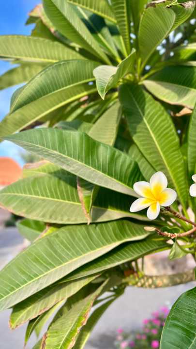 Gartenanlage Jaz Makadi Oasis Resort