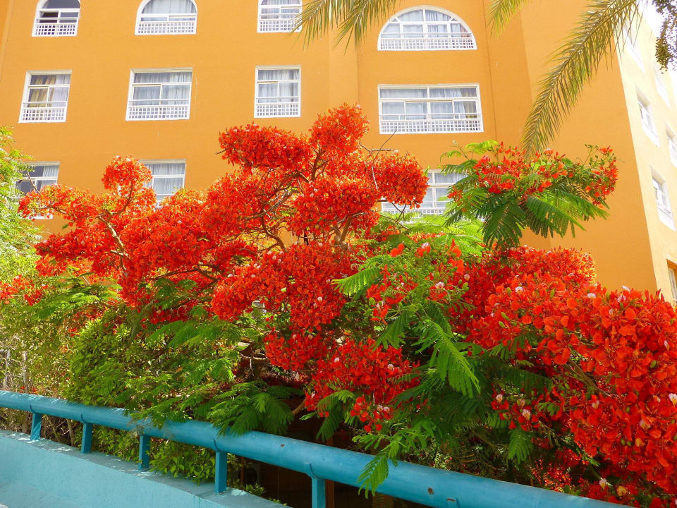 Bepflanzung Ausseneingang Golden Beach Resort