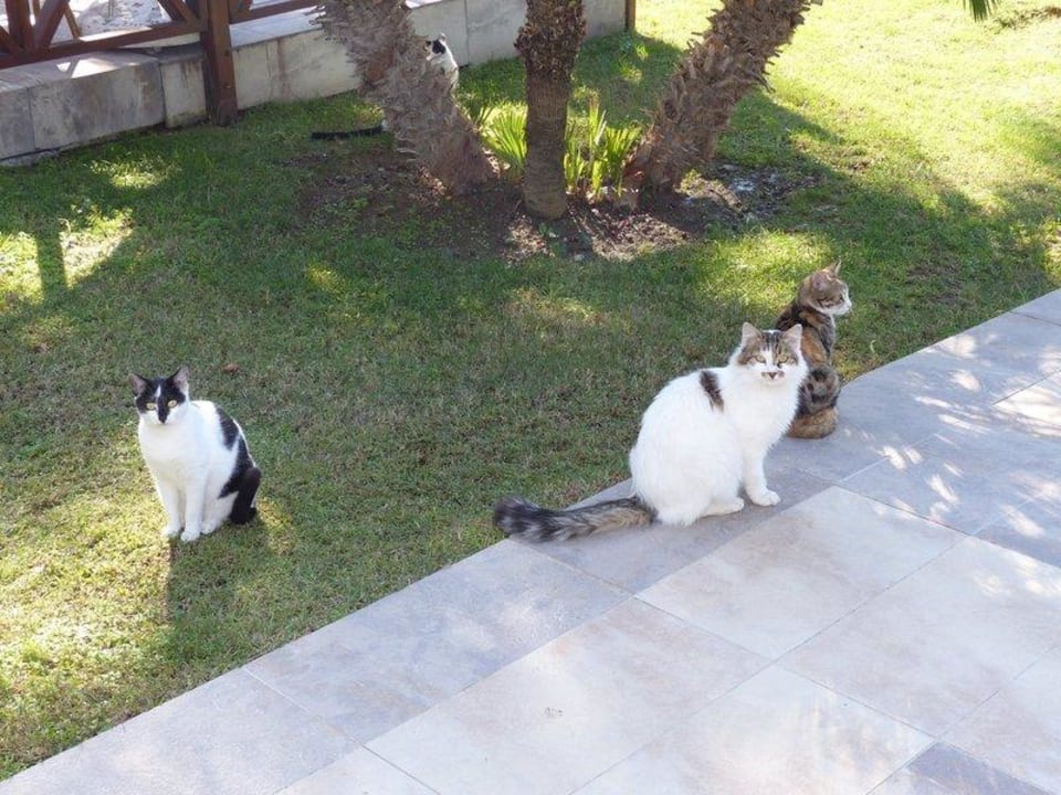 Mittagszeit Sunis Kumköy Beach Resort Hotel & Spa