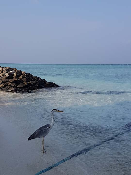 Strand Summer Island Maldives