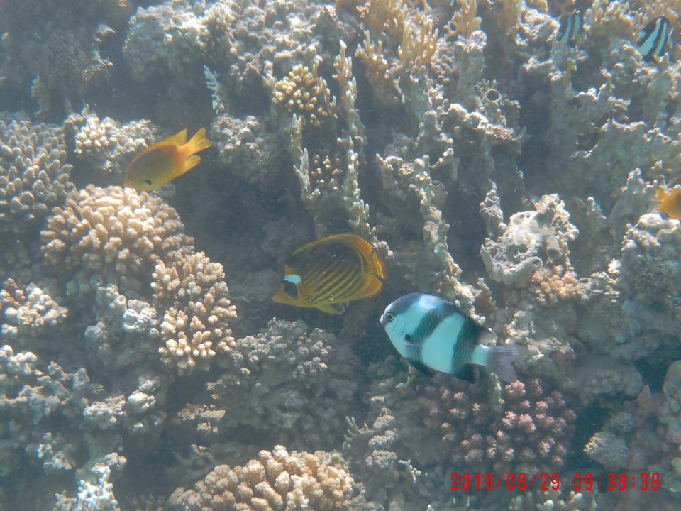 Strand Cleopatra Luxury Resort Makadi Bay