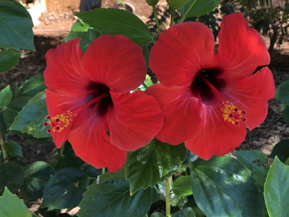 Gartenanlage Anissa Beach & Village