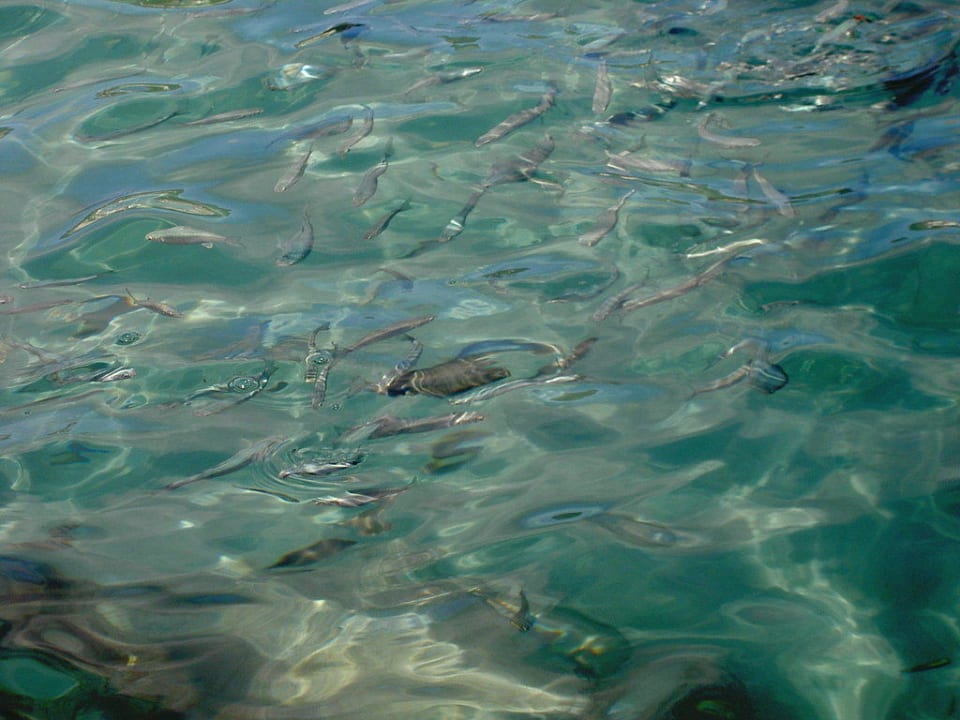 Meer Valentin Reina Paguera