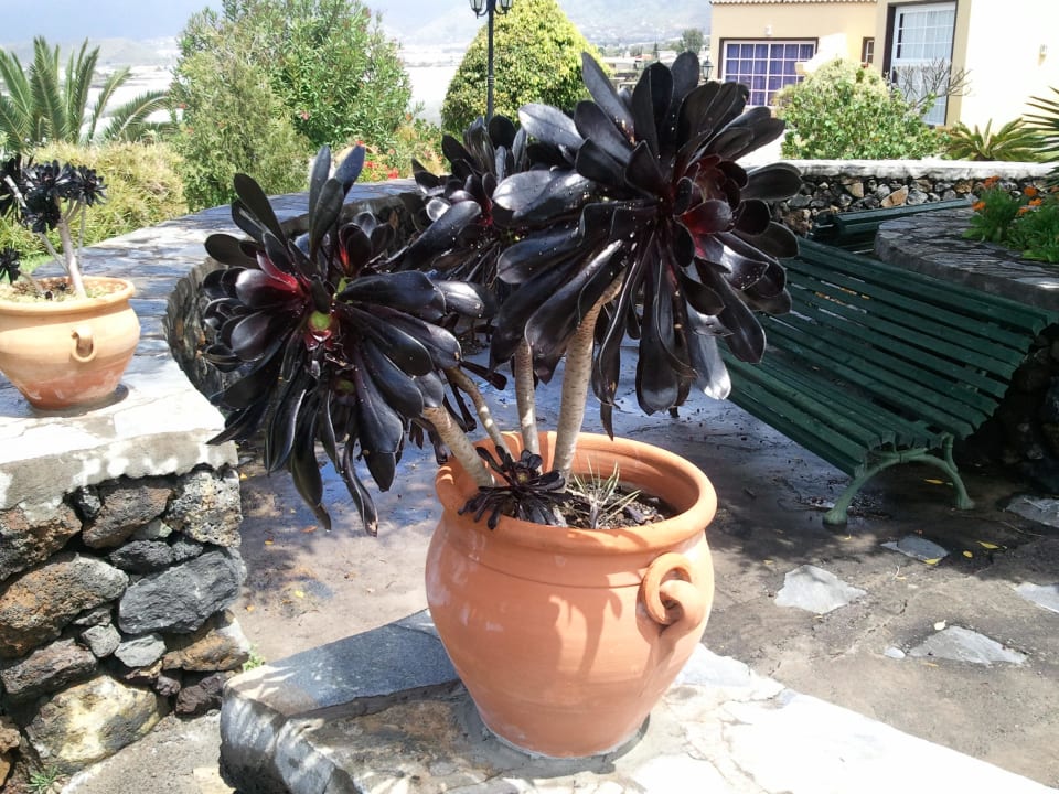 Topfpflanze Finca El Moral