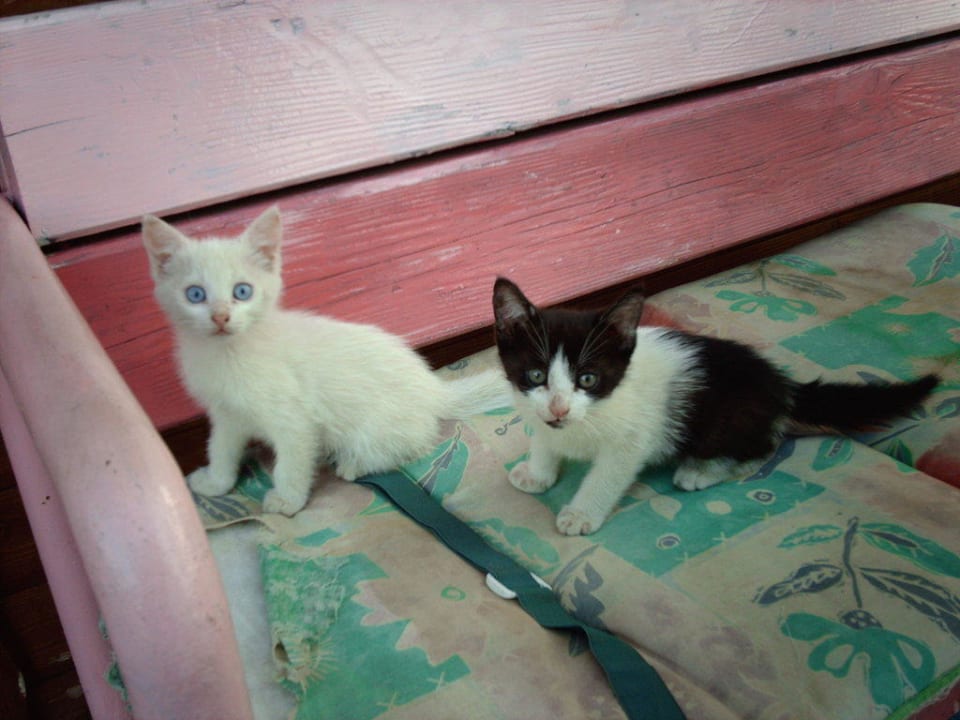 Katzen Apartments Kanegra Plava Laguna