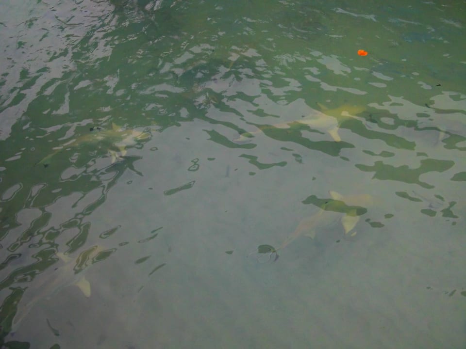 Hai vom Steg bei den Wasserbungalows Kuramathi Maldives