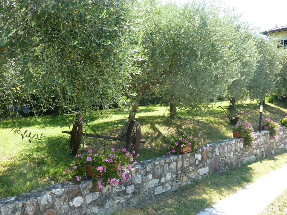 Olivenbäume Agriturismo Al Vajo