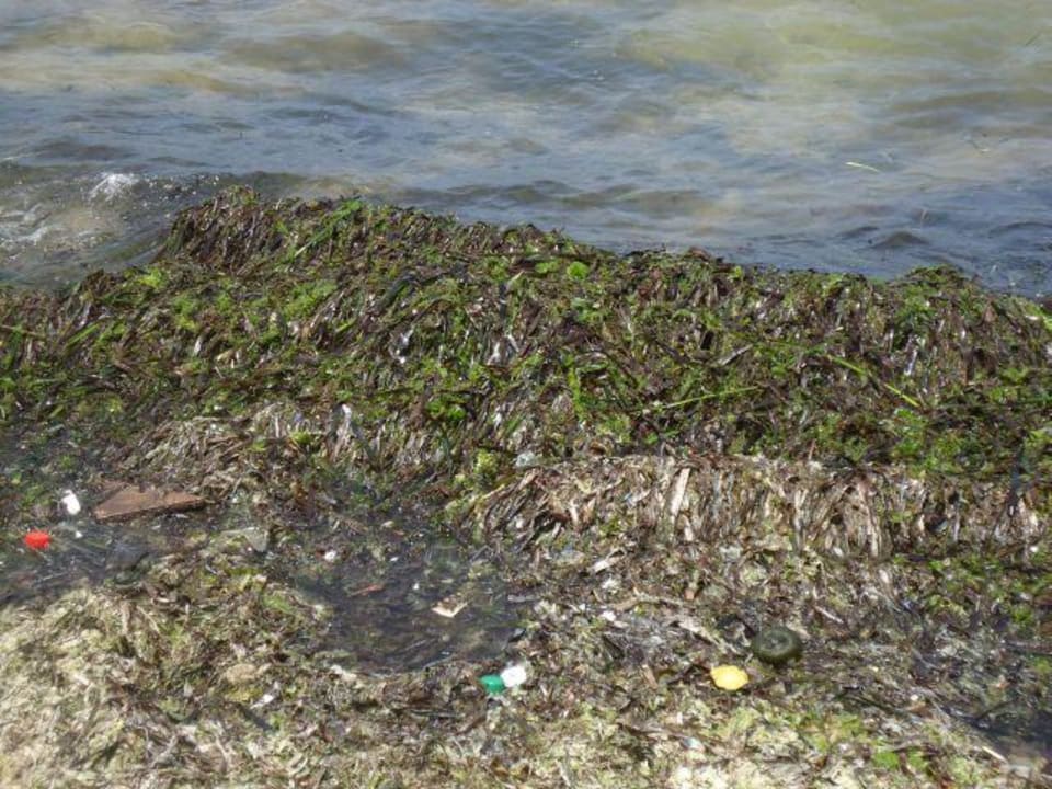 Ekelhaft Marhaba Royal Salem