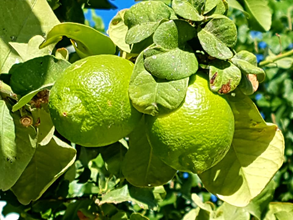 Gartenanlage SENTIDO Port Royal Villas & Spa