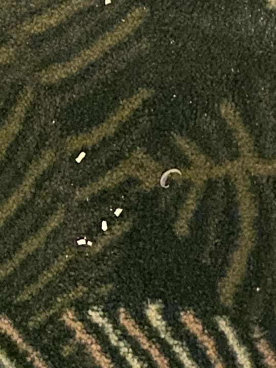 Zimmer Marvida Family Eco