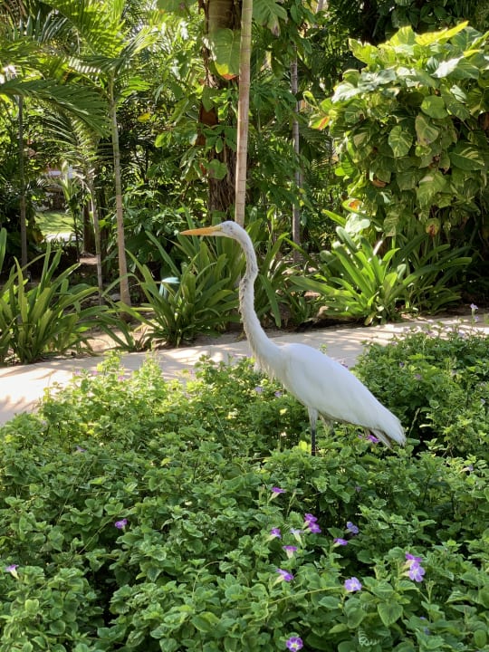 Sonstiges Grand Palladium Select Bávaro Resort & Spa