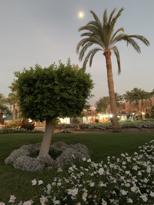 Gartenanlage Club Paradisio El Gouna, Red Sea