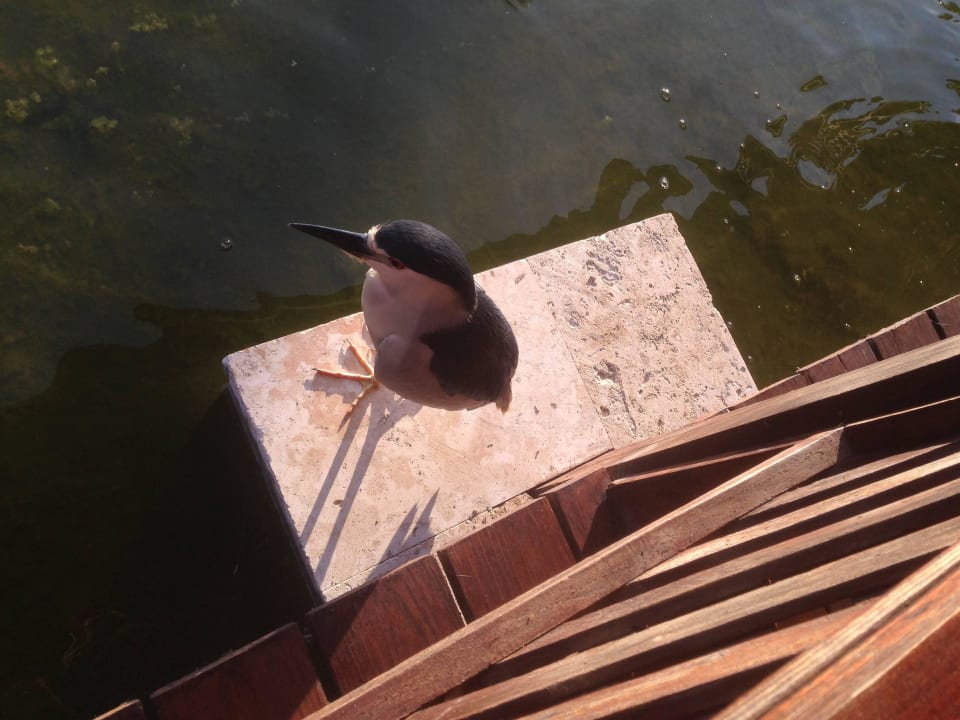 Hotel Grand Palladium Bávaro Suites Resort & Spa Grand Palladium Select Bávaro Resort & Spa