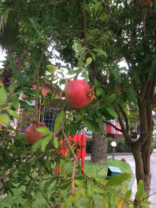 Gartenanlage Labranda Alantur Resort