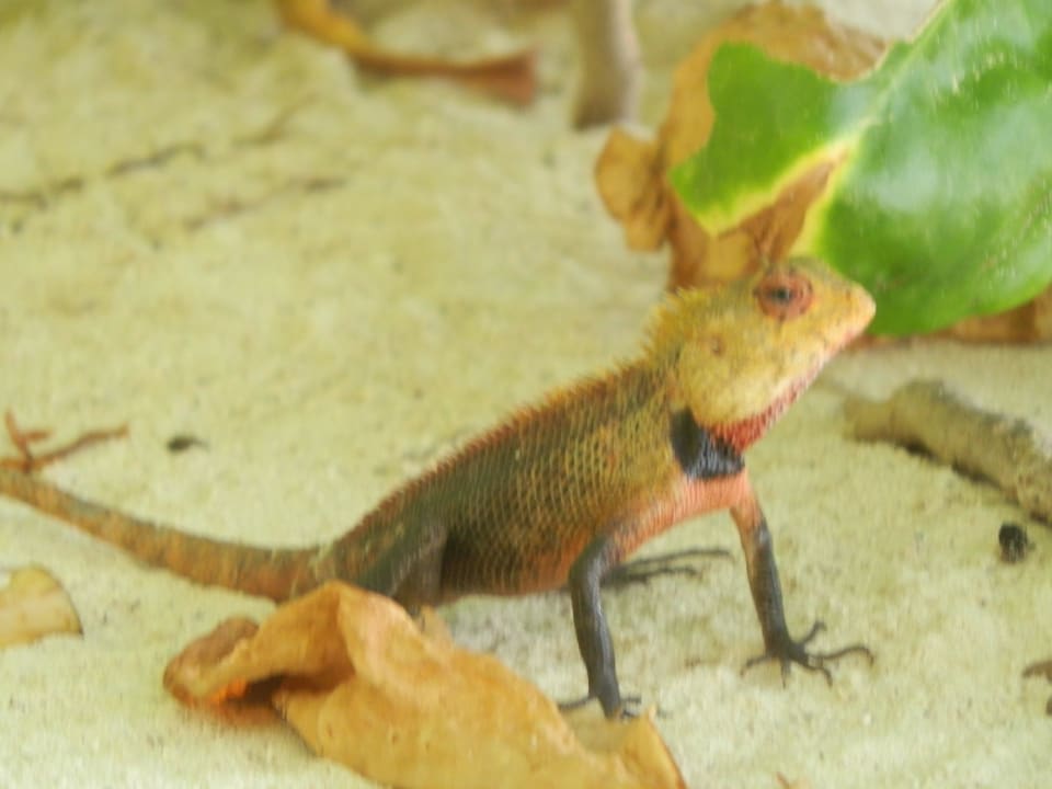 Echse Kuredu Island Resort & Spa