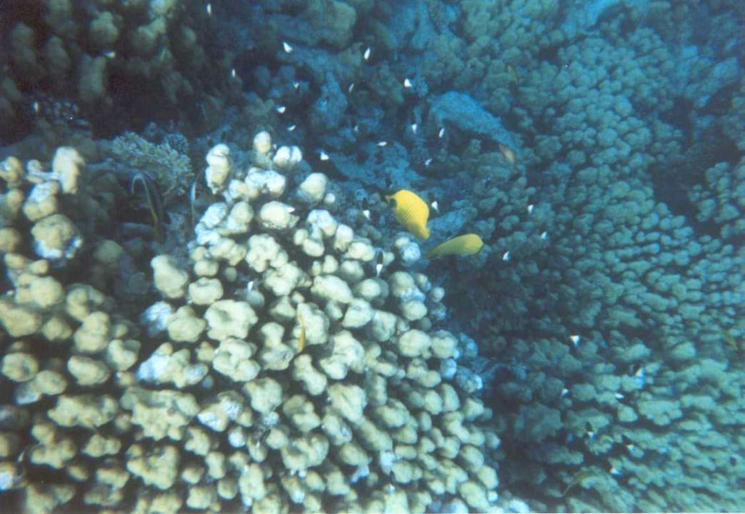 Maskenfalterfisch Eagles Paradise Abu Soma