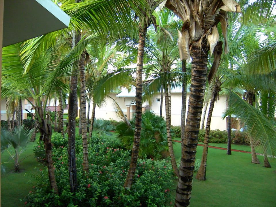 Palmen Hotel Grand Palladium Palace Resort, Spa & Casino