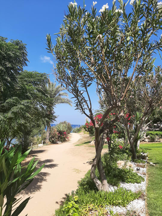 Gartenanlage Crystal Springs Beach Hotel