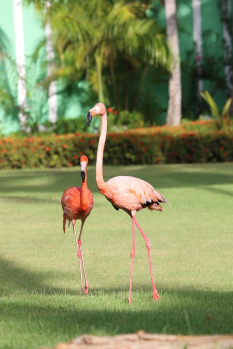 Flamingos TRS Turquesa Hotel - Adults only
