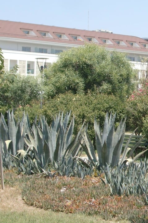 Blick von Promenade auf Verbena Sentido Trendy Verbena Beach