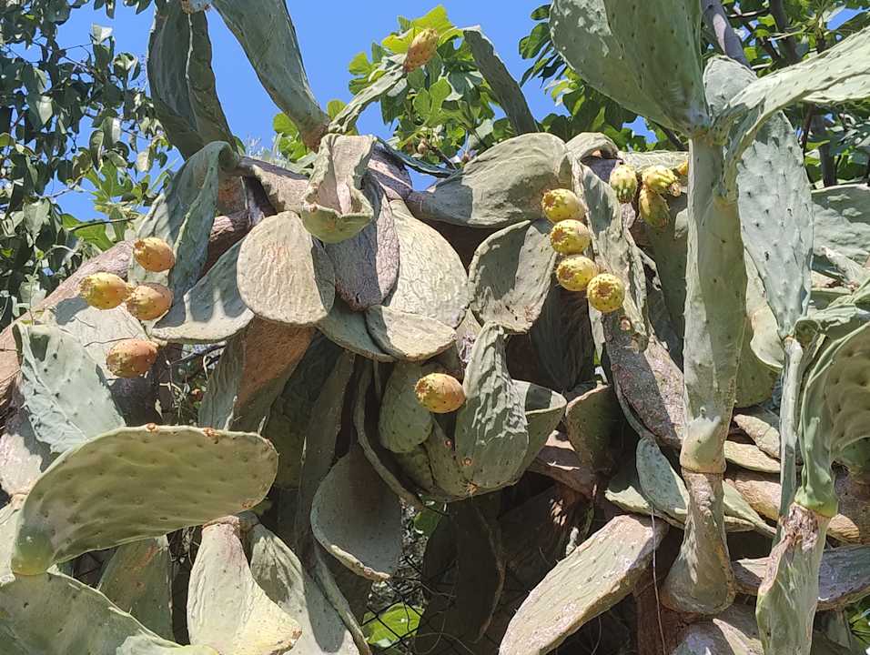 Strand Merve Sun Hotel & Spa