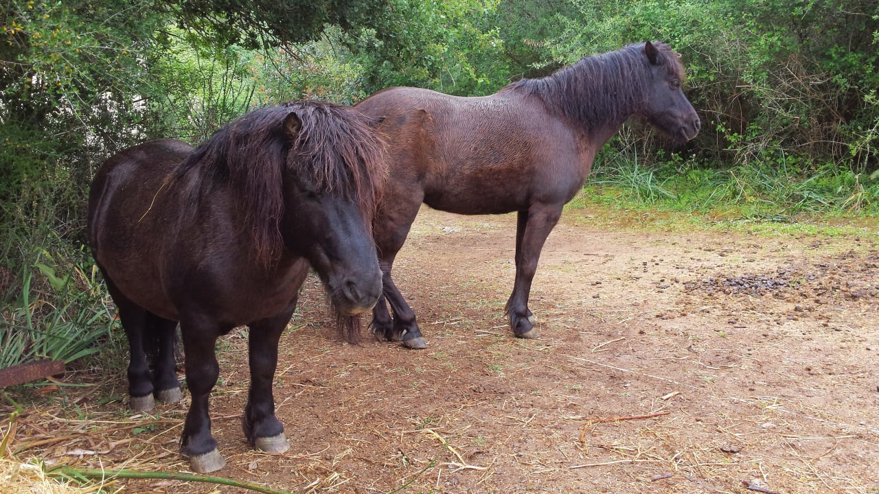 Sport & Freizeit Finca Can Guillo