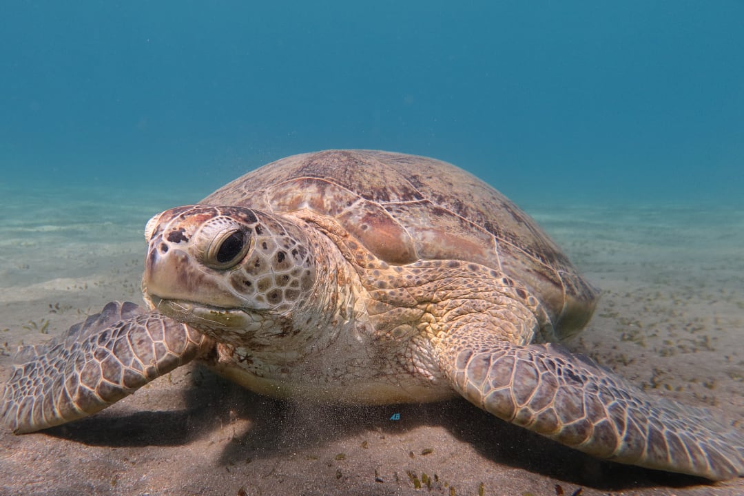 Sport & Freizeit Shams Alam Beach Resort