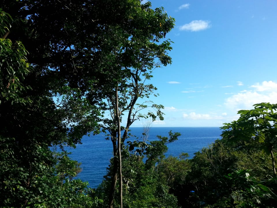 Ausblick vom Balkon Hotel Jungle Bay Resort & Spa